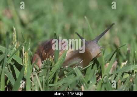 snail on the grass Stock Photo