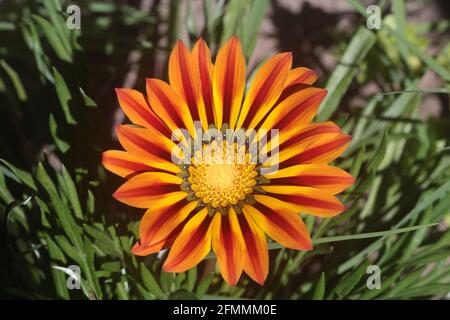 Closeup image of Yellow Gazania or Treasure flower Stock Photo