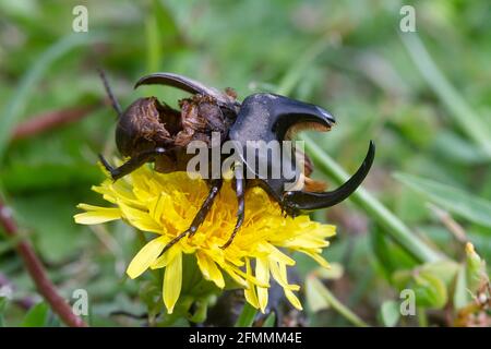 Dead rhinoceros beetle on a dandelion flower Stock Photo