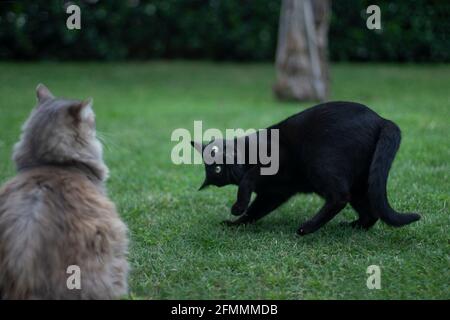 Black cat playing with grey cat in the garden Stock Photo