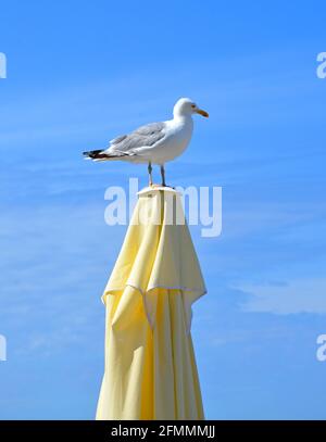 Herring gull on a closed parasol Stock Photo
