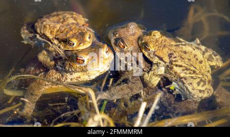 Common or European toad brown colored, Mating toads in the pond Stock Photo