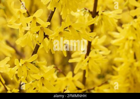 Forsythia intermedia flowers wonderful yellow blooming branches close up Stock Photo