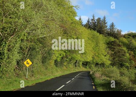 Regional road in rural Ireland featuring sign warning of dangerous bends ahead, bordered by trees baring green foliage against backdrop of blue sky Stock Photo