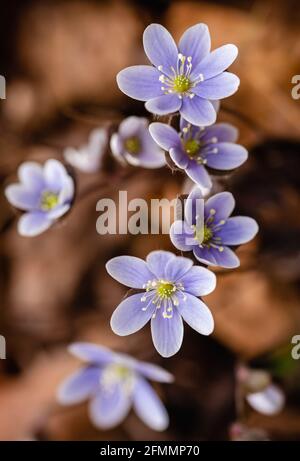 Purple hepatica wild flowers blooming on forest floor in the spring. Stock Photo