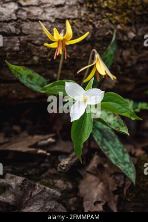 Wildflowers blooming on the forest floor in Ontario, Canada Stock Photo