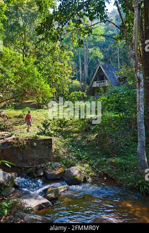 Asian woman hiking in jungle Stock Photo - Alamy