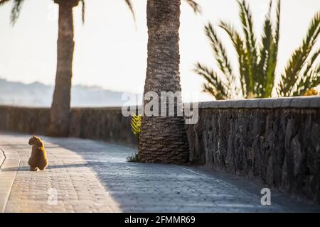 domestic cat sit on the promenade at Playa del Ingles Stock Photo