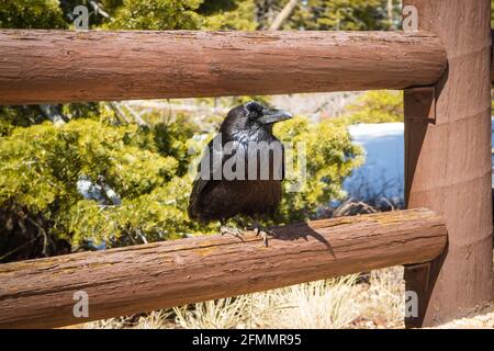 An American Crow in Bryce Canyon National Park, Utah Stock Photo