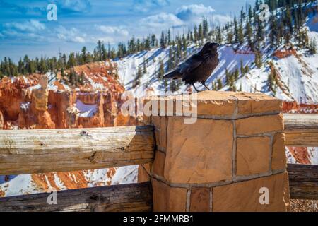 An American Crow in Bryce Canyon National Park, Utah Stock Photo