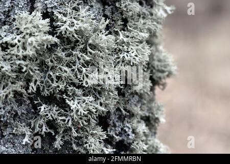 Evernia prunastri gray lichen on a tree trunk, macro shot with blurry background. Stock Photo