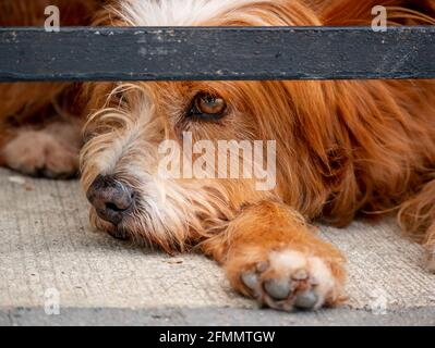 Mongrel Brown Dog with a Sad Face in the Comuna 13, Tourist Neighbourhood of Medellin, Colombia Stock Photo