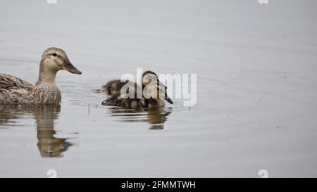 Female Mallard swimming with her ducklings in springtime, North Yorkshire, United Kingdom. Mallard or wild duck (Anas platyrhynchos) Stock Photo