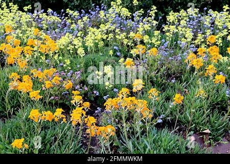 Erysimum marshallii / allionii Siberian wallflower  Erysimum pulchellum Alpine wallflower – orange and yellow wallflowers,  May, England, UK Stock Photo