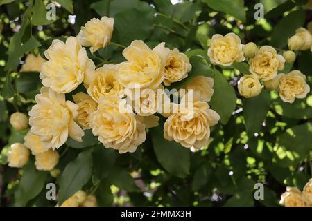 Rosa banksiae ‘Lutea’ double yellow banksia rose – cascade of yellow rosette-like flowers,  May, England, UK Stock Photo