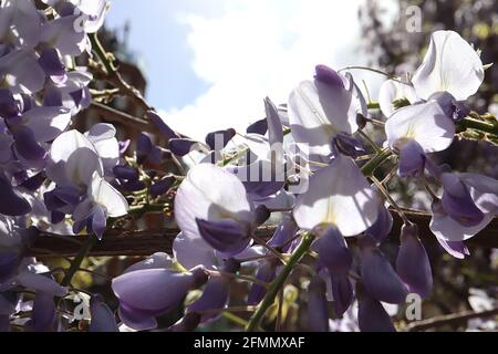 Wisteria floribunda ‘Domino’ Japanese wisteria Domino -  lilac blue flowers, yellow stripe, violet wings, purple tips, bronze green leaves,  May, UK Stock Photo