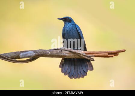 Blue Mockingbird  Melanotis caerulescens El Tuito, Jalisco, Mexico 28 March 2021      Adult       Mimidae Stock Photo