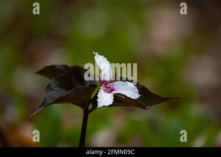 A painted trillium plant with flower,Trillium undulatum, growing in the Adirondack Mountains wilderness in early spring. Stock Photo
