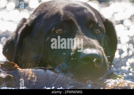 black Labrador dog fetching stick in water Stock Photo