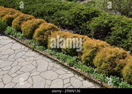 Thuja occidentalis 'Congabe' fire chief globe arborvitae Stock Photo - Alamy