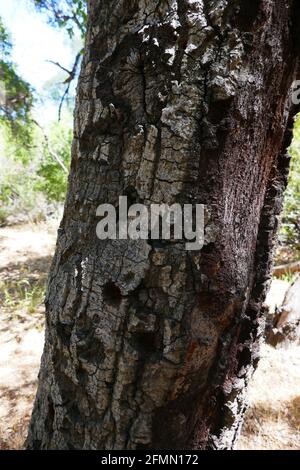 Chatsworth, California USA 3rd May 2021 A general view of atmosphere of Manson Family Murder location of Spahn Ranch hand Donald 'Shorty' Shea, trees with bullet holes in it on May 3, 2021 in Chatsworth, California, USA. Photo by Barry King/Alamy Stock Photo Stock Photo