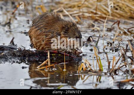 A wild muskrat 'Ondatra zibethicus'; eating green shoots on a sunken log on the water surface of a pond in rural Alberta Canada Stock Photo