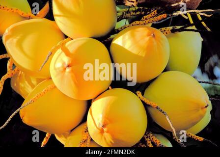 A close up photo of a bunch of yellow coconuts hanging on a tree in Montego Bay, Jamaica, Stock Photo