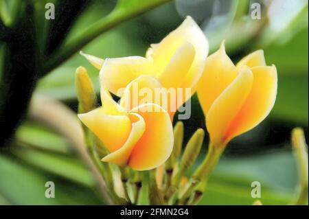 Stunning yellow and white tropical flowers, and background greenery in Lombok, Indonesia. Stock Photo