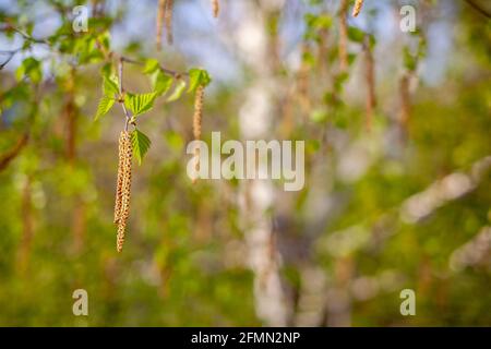 Nice sunny view of the birch branches. Buds and bright green, small leaves thrives. Decorative birch flower- long, slender catkins hang on tree branch Stock Photo