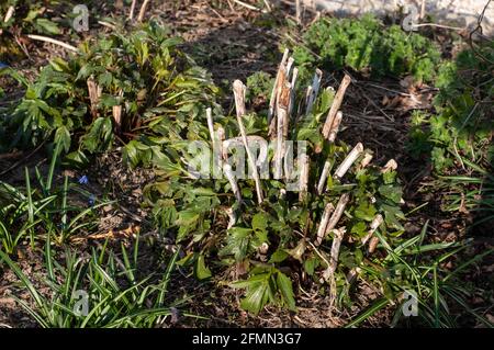 a perennial shrub of shiny coneflowers in sunlight in a spring garden Stock Photo