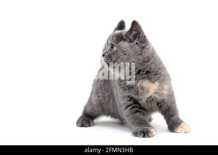 A gray purebred kitten stands on a white background Stock Photo
