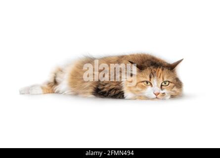 Cat looking at camera with head on front paws while lying sideways. Fluffy torbie female kitty with striking face markings and yellow eyes. Bored or r Stock Photo