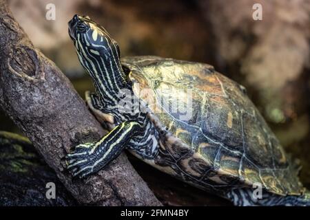 Yellow-blotched map turtle at the Scaly Slimy Spectacular exhibit at Zoo Atlanta in Atlanta, Georgia. (USA) Stock Photo