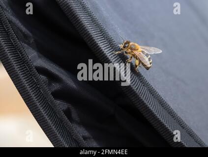 Honey bee with pollen on hind legs, resting on black tarp. Side view and close up of male Western honey bee or Apis mellifera. Fuzzy yellow and black Stock Photo