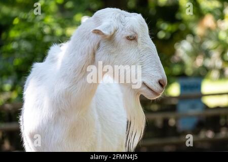 White Saanen goat (Capra aegagrus hircus) in the Outback Station children's barnyard petting zoo at Zoo Atlanta in Atlanta Georgia. (USA) Stock Photo