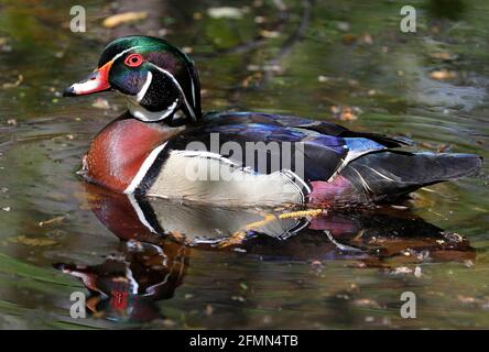 Colorful Wood Duck portrait with reflection on the lake, Quebec, Canada Stock Photo