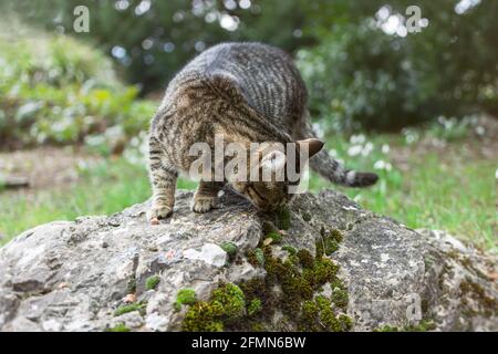 A homeless gray tabby cat eats food on a rock in the park. Help and feed wild animals. The concept of caring and caring, showing kindness, pity. A hun Stock Photo