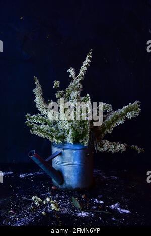 Blooming white tawula flowers arranged in a metal watering can on a black background. Stock Photo