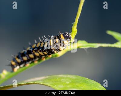 Papilio anactus (Dainty Swallowtail)  caterpillar on a citrus tree Stock Photo