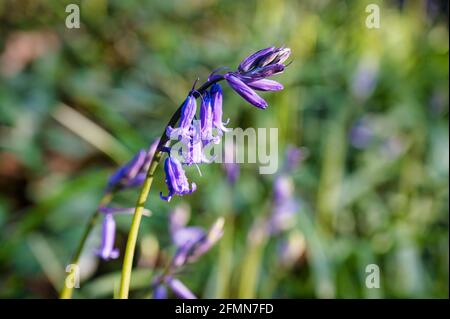 Bluebell wildflowers growing in early spring in Ireland Stock Photo