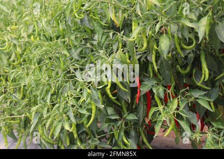 Group of chili plants with mix of green and red fresh chilies that are ready to harvest grown on horticultural farm at CHES(ICAR-IIHR) Chettali Stock Photo