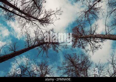 Bottom view of some pines and sky Stock Photo