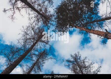 Bottom view of some pines and sky Stock Photo