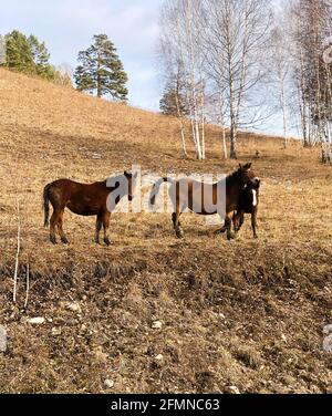 Three horses embracing in friendship. Wild horses graze on the hill. Stock Photo