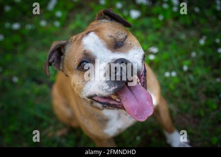 American Pit Bull Terrier Stock Photo