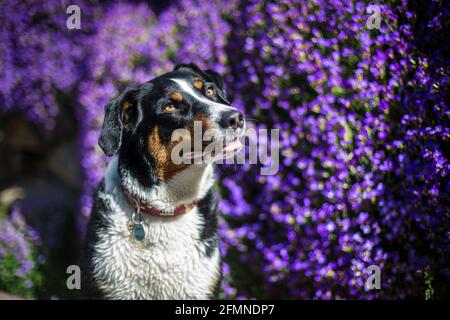 Appenzell Mountain Dog in front of flowers Stock Photo