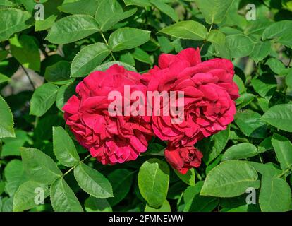 Three beautiful red roses with green leaves in the garden close up - summer floral background. Greeting card or gardening / horticulture or floricultu Stock Photo