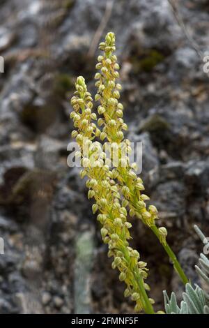 Wild orchid, Man orchid, Orchis anthropophora, Aceras anthropophorum, Andalusia, Southern Spain. Stock Photo