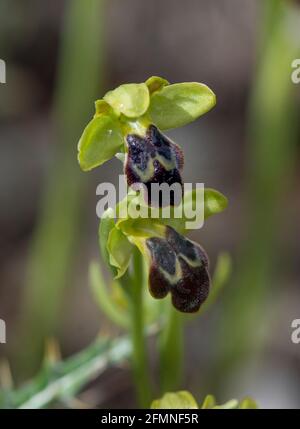 Ophrys fusca, sombre bee-orchid or the dark bee-orchid, Andalusia, Spain Stock Photo