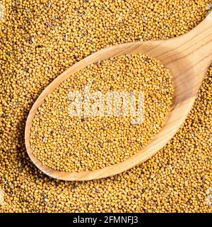 top view of yellow seeds of White Mustard (Sinapis Alba) in wood spoon closeup